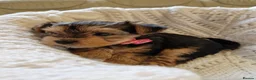Yorkshire Terrier dogs for sale: Yorkshire Puppies for Sale - Advert 20