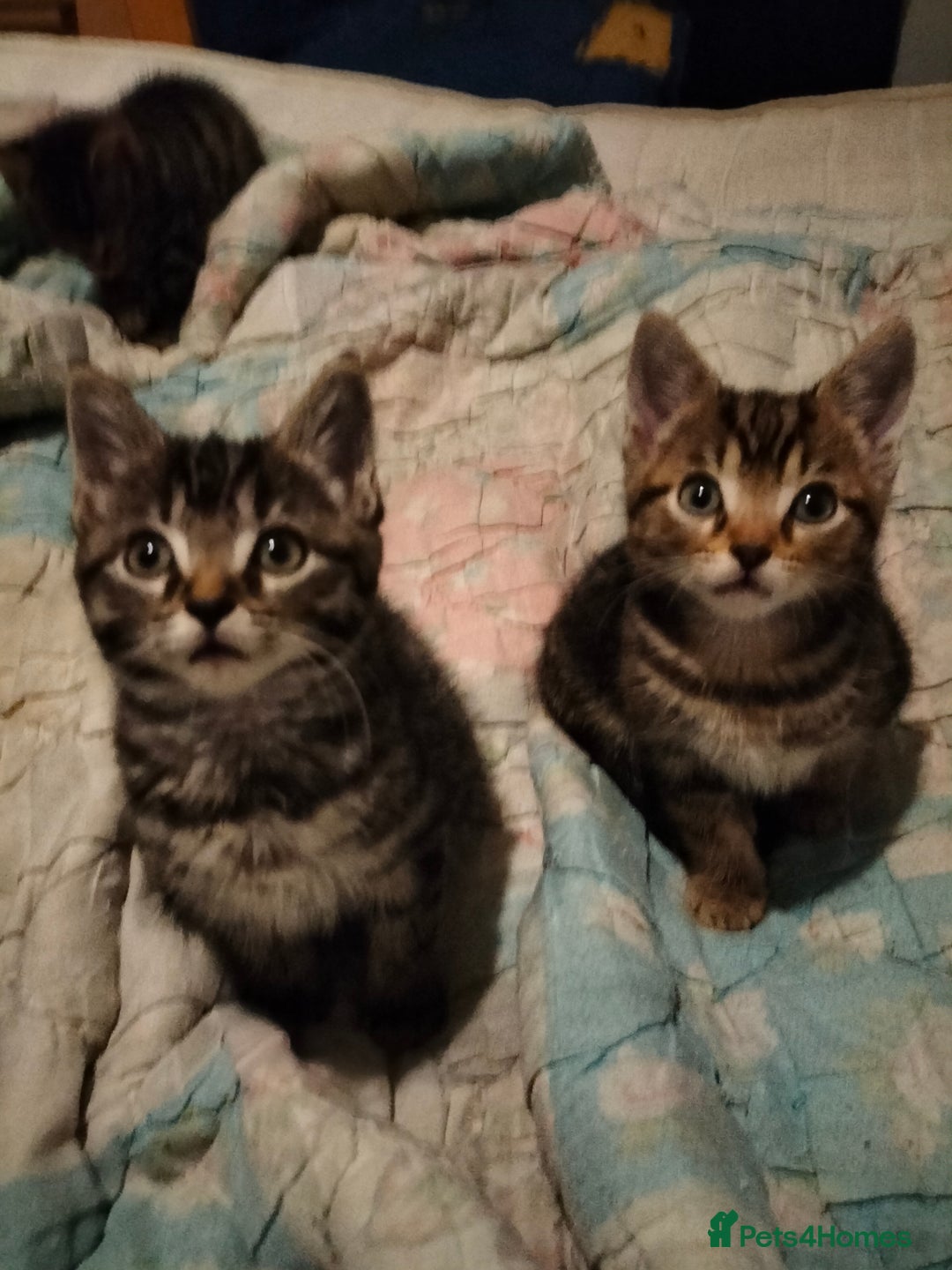 Mixed Breed cats for sale: 3 Beautiful Tabby fluffy Kittens - Image 9