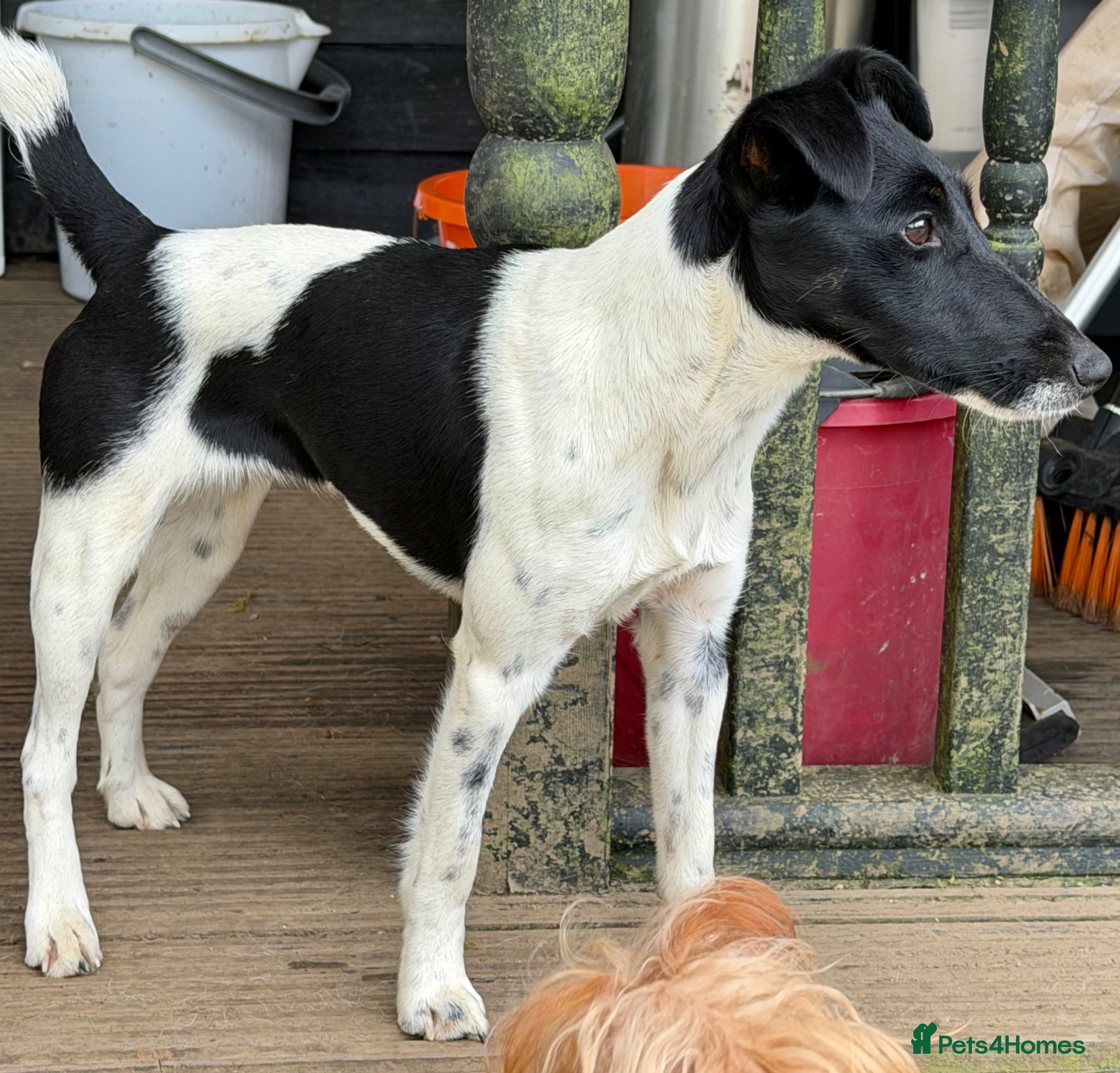 Fox Terrier dogs 🐾 FOXY – Female Fox Terrier 🐾 - Advert 6