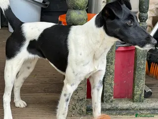 Fox Terrier dogs 🐾 FOXY – Female Fox Terrier 🐾 - Advert 6