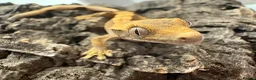 Mixed Breed reptiles for sale: various geckos! - Advert 19