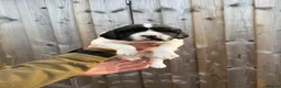 English Springer Spaniel dogs for sale: English springer spaniels puppies  - Advert 8