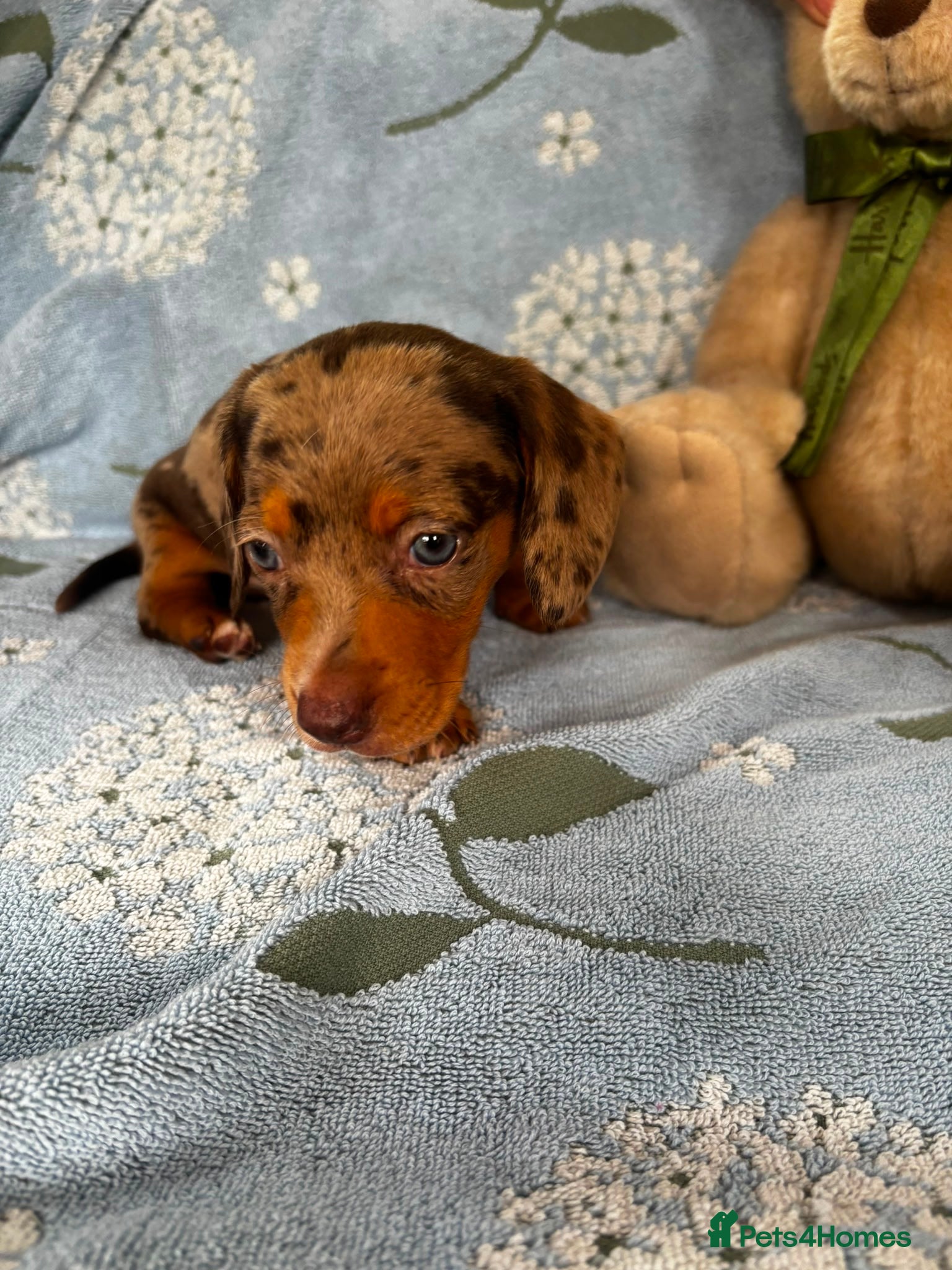 Miniature Dachshund dogs for sale: Miniature dachshund puppies - Advert 23