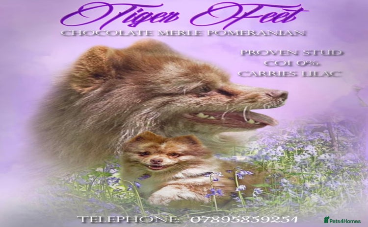 Pomeranian dogs - Advert 6