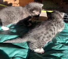 Savannah cats Beautiful 50% Savannah Kittens - Advert 2