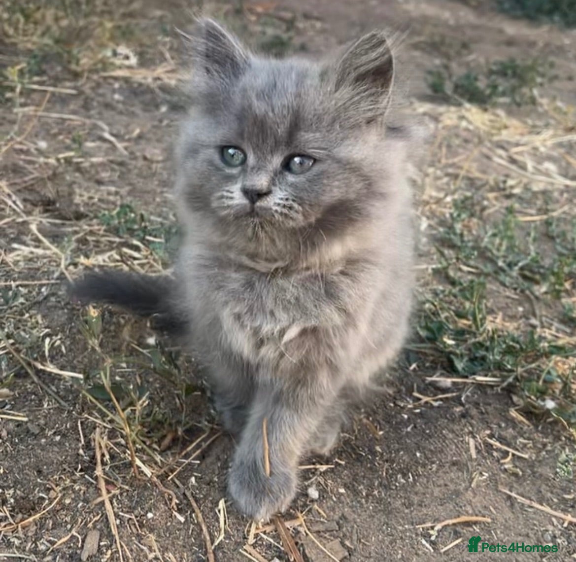 Mixed Breed cats Blue boy  - Advert 5