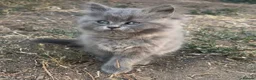 Mixed Breed cats for sale: Blue boy  - Advert 1