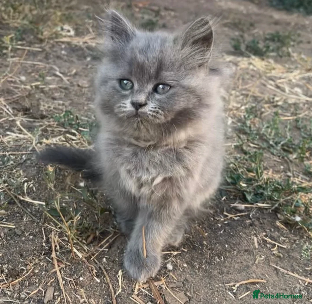 Mixed Breed cats for sale: Blue boy  - Advert 1