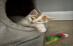 Domestic Shorthair cats for sale: Sweet, Playful Kittens Ready for Loving Homes 🐱 - Image 10