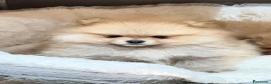Pomeranian 1