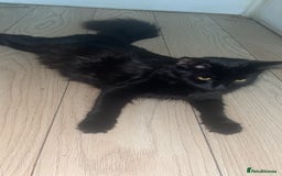 Maine Coon cats for sale: Adorable Maine Coon Mix Kittens for Sale! - Image 7