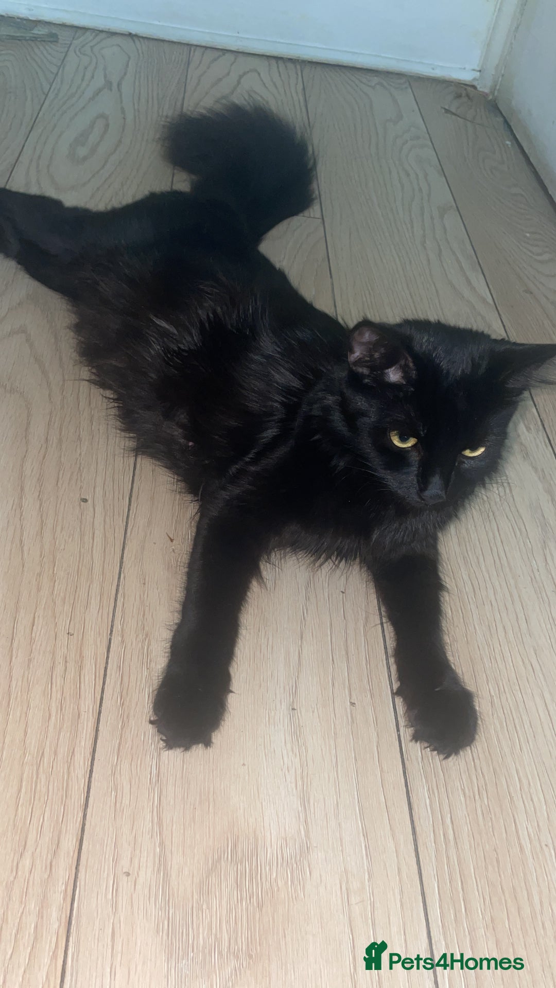 Maine Coon cats for sale: Adorable Maine Coon Mix Kittens for Sale! - Image 7