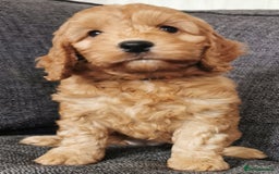 Cockapoo dogs for sale: Outstanding quality F1 Cockapoo pups  - Image 14