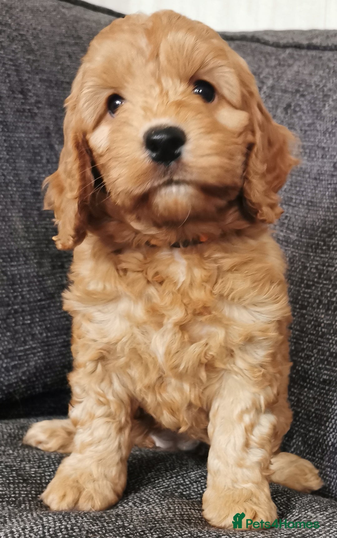 Cockapoo dogs for sale: Outstanding quality F1 Cockapoo pups  - Image 14