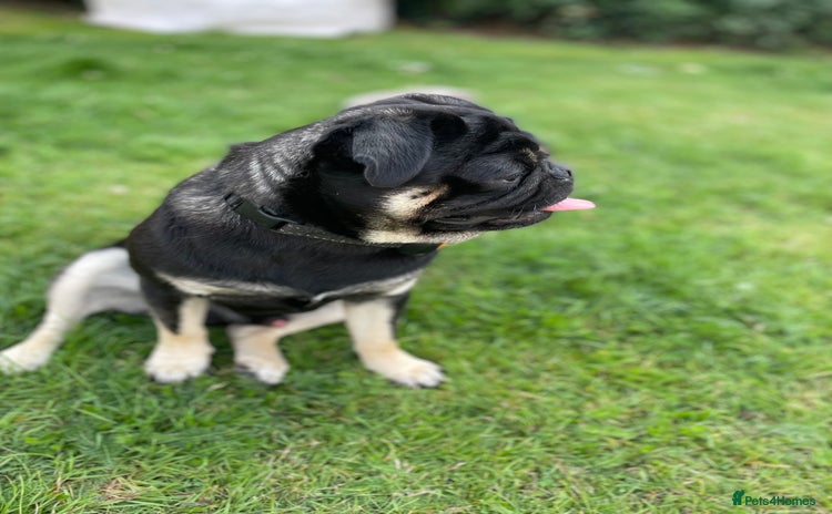 Pug dogs - Advert 2