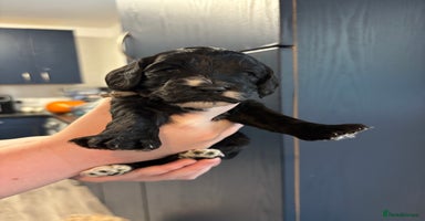 Cockapoo dogs - Advert 16