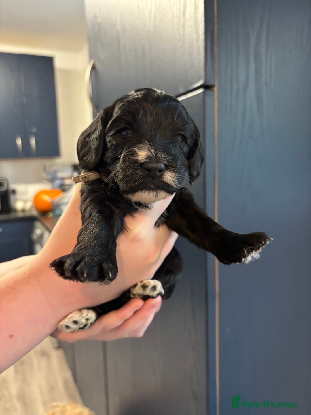 Cockapoo dogs for sale: F2 cockapoo’s (last girl) - Advert 2