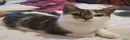 Mixed Breed cats for sale: 9 month old British Short Hair Maine coone cross  in Heathfield - Advert 2