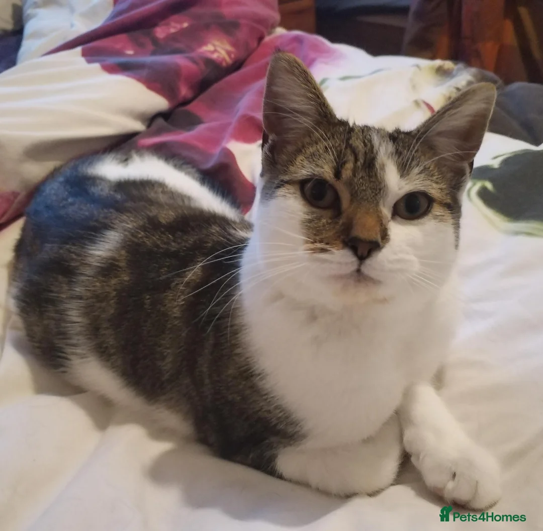 Mixed Breed cats for sale: 9 month old British Short Hair Maine coone cross  in Heathfield - Advert 2