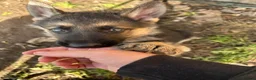 German Shepherd dogs for sale: READY NOW Working line Shepherd pups - Advert 4
