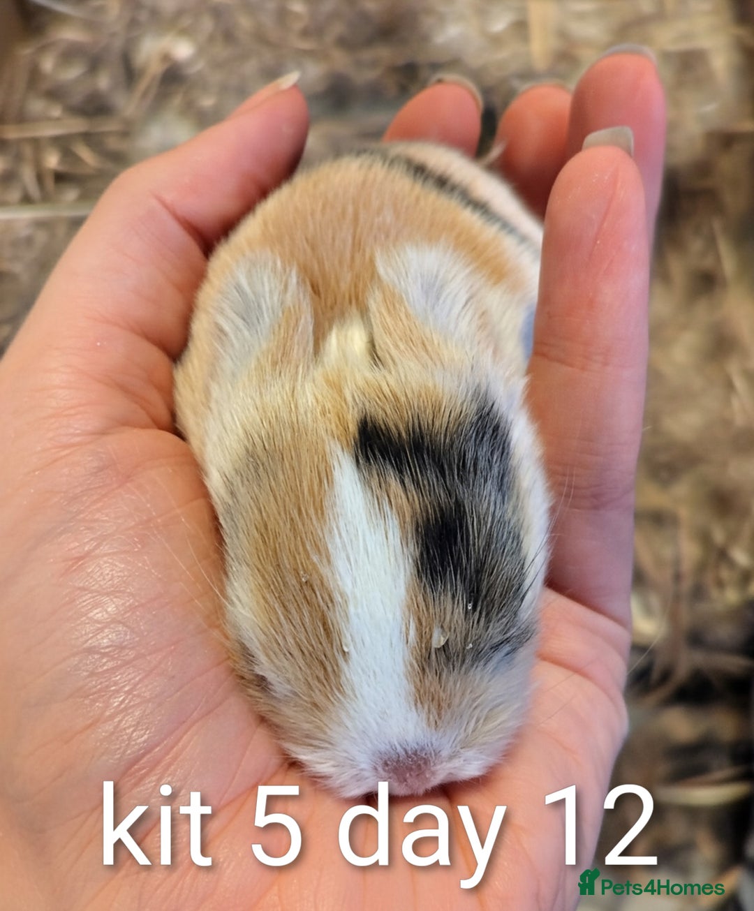 Mini Lop rabbits for sale: Pure bred mini lop babies (indoor only homes) - Advert 6