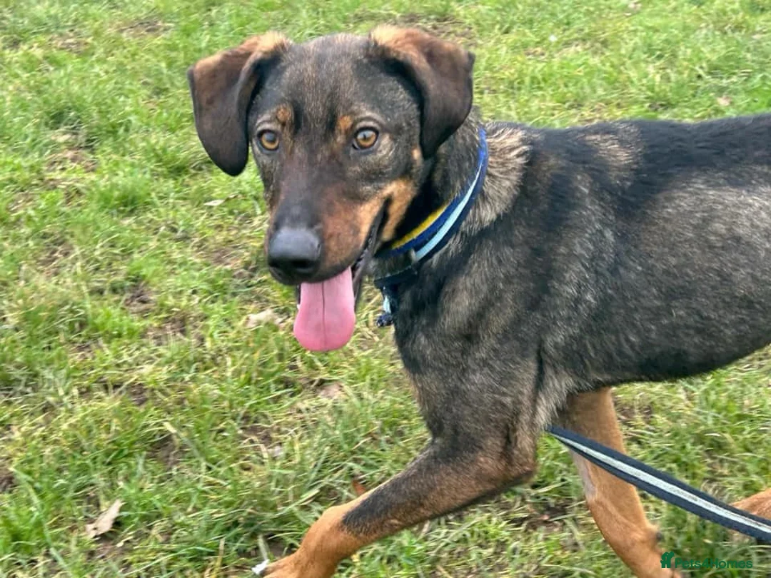 Mixed Breed dogs for adoption: Mr Bean - Norwich Norfolk  in Norwich - Advert 6