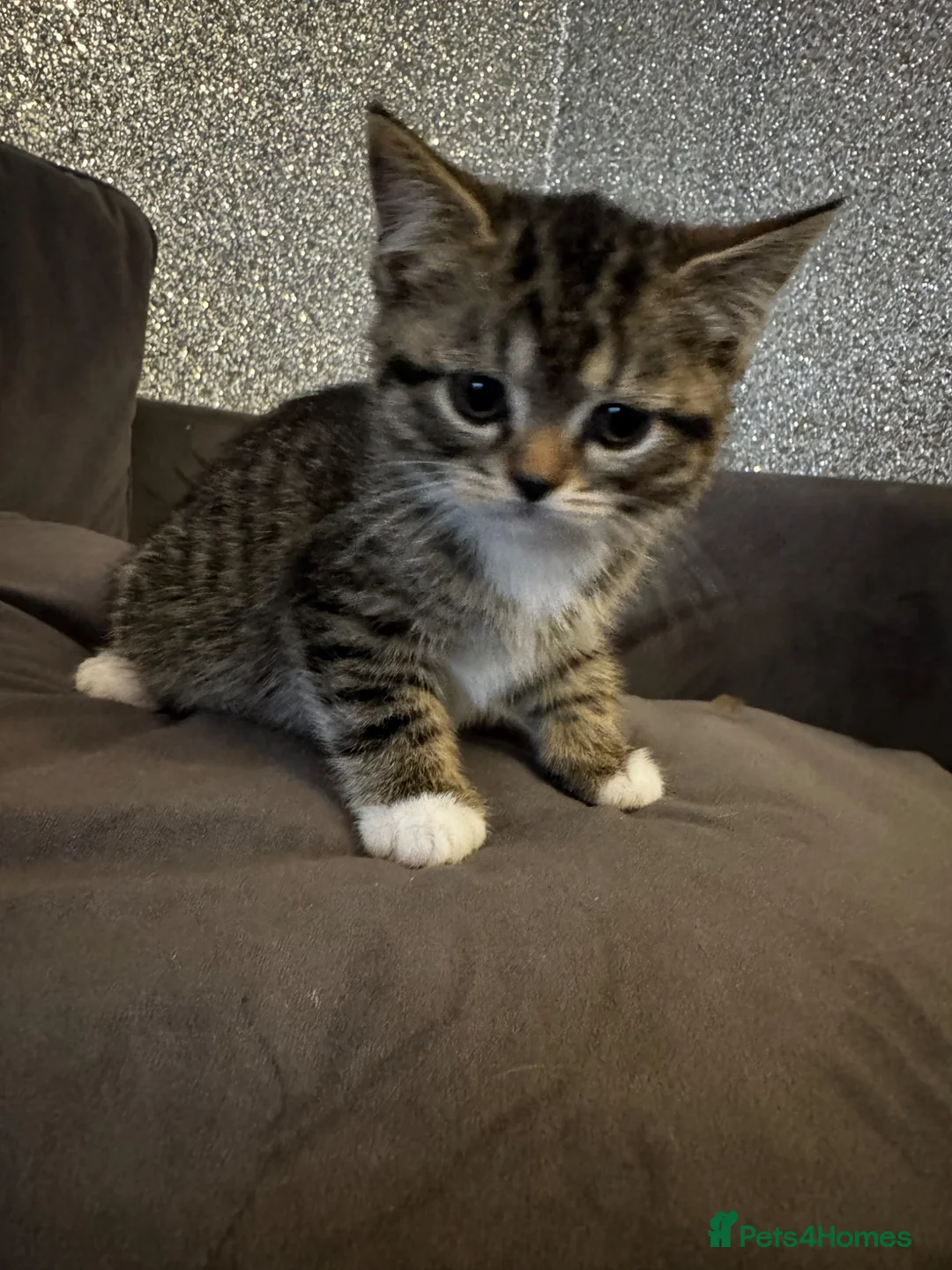 Persian cats for sale: 🐱 5 Adorable Persian Kittens for sale 🐱  - Advert 11