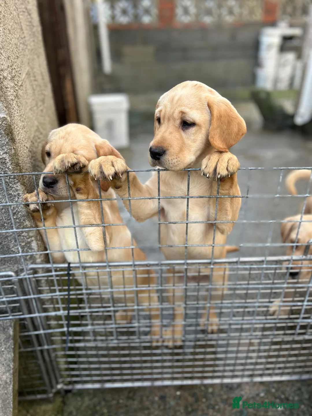 Labrador Retriever dogs for sale: Perigee Working Labrador  - Advert 2
