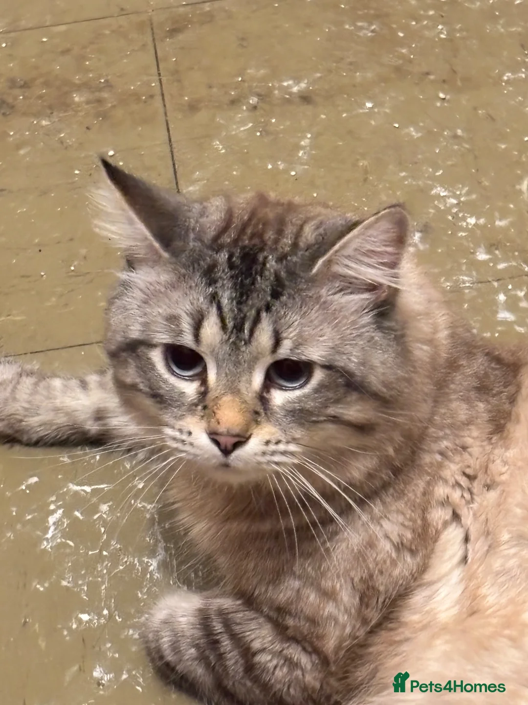 Mixed Breed cats for sale: x1 Adult Male Indoor Only Cat for Rehoming - Advert 2
