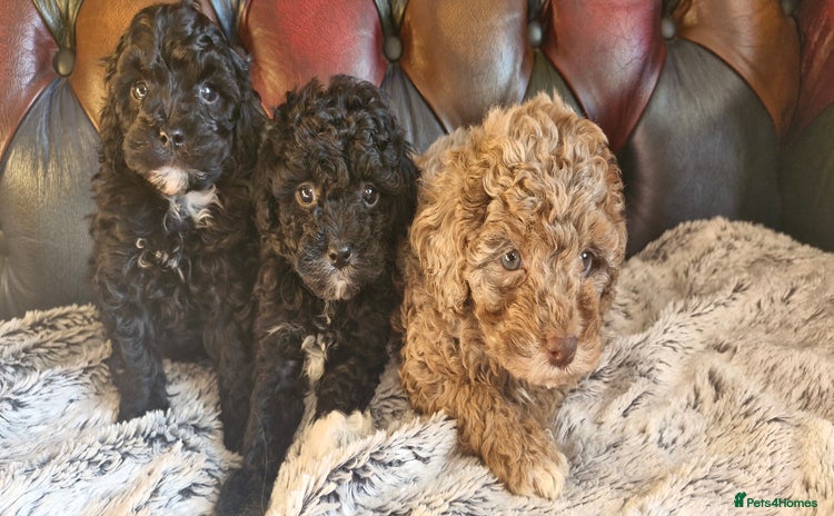 Cavapoo dogs Gorgeous f1bb Multicolour Cavapoo pups - Advert 5