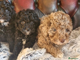 Cavapoo dogs Gorgeous f1bb Multicolour Cavapoo pups - Advert 3
