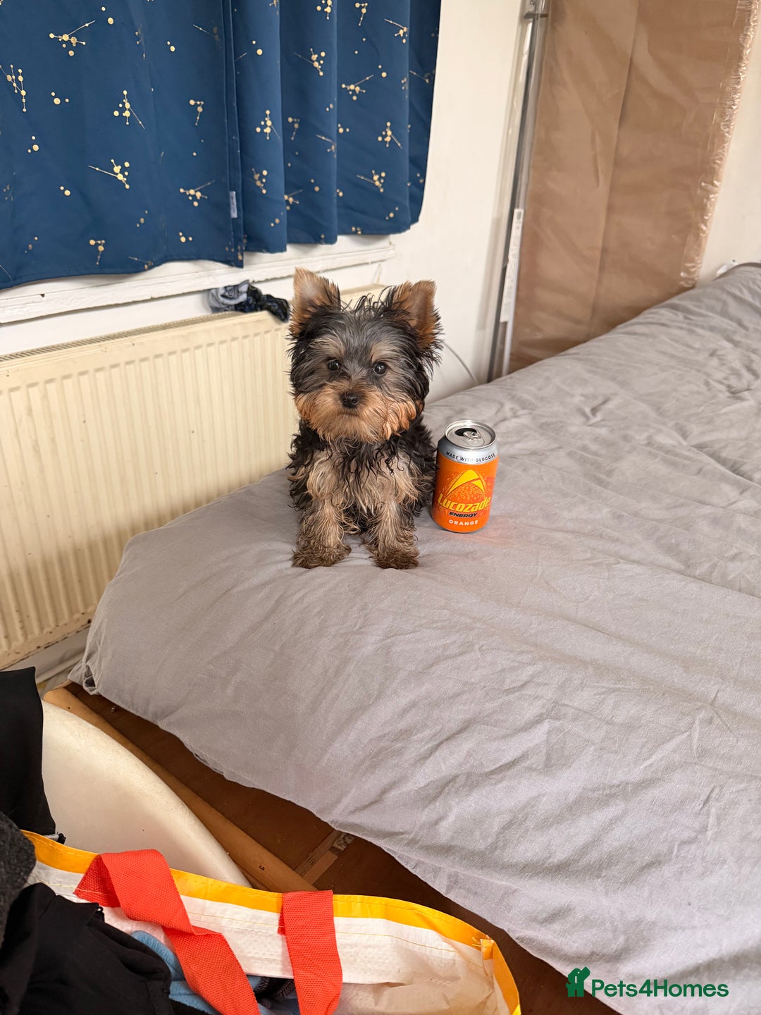Yorkshire Terrier dogs for sale: Yorkshire terrier puppy - Advert 5