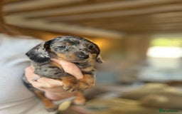 Miniature Dachshund dogs for sale: KC champ lines miniature smooth dachshund puppies - Image 6