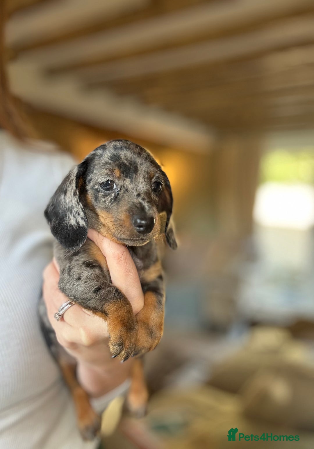 Miniature Dachshund dogs for sale: KC champ lines miniature smooth dachshund puppies - Image 6