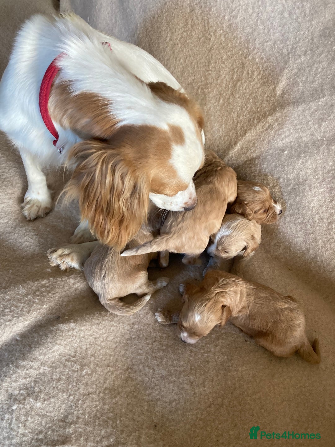 Cockapoo dogs for sale: F1 cockapoos - Advert 2