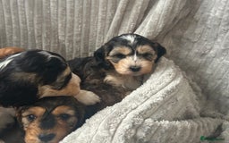 Cockapoo dogs for sale: Cockapoo Puppies - Image 15