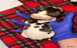 English Springer Spaniel dogs for sale: English springer spaniel.Ready to leave 21/11/25 - Image 16