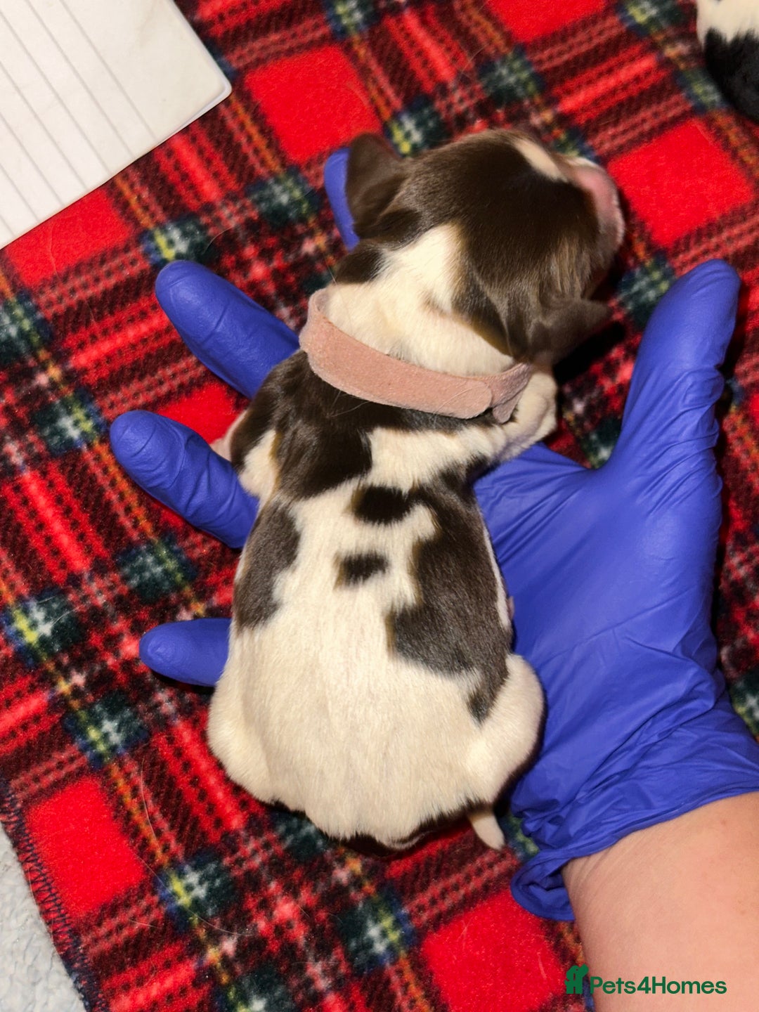 English Springer Spaniel dogs for sale: English springer spaniel.Ready to leave 21/11/25 - Image 16