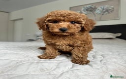 Cavapoo dogs for sale: Cavapoo F1 Puppies  - Advert 3