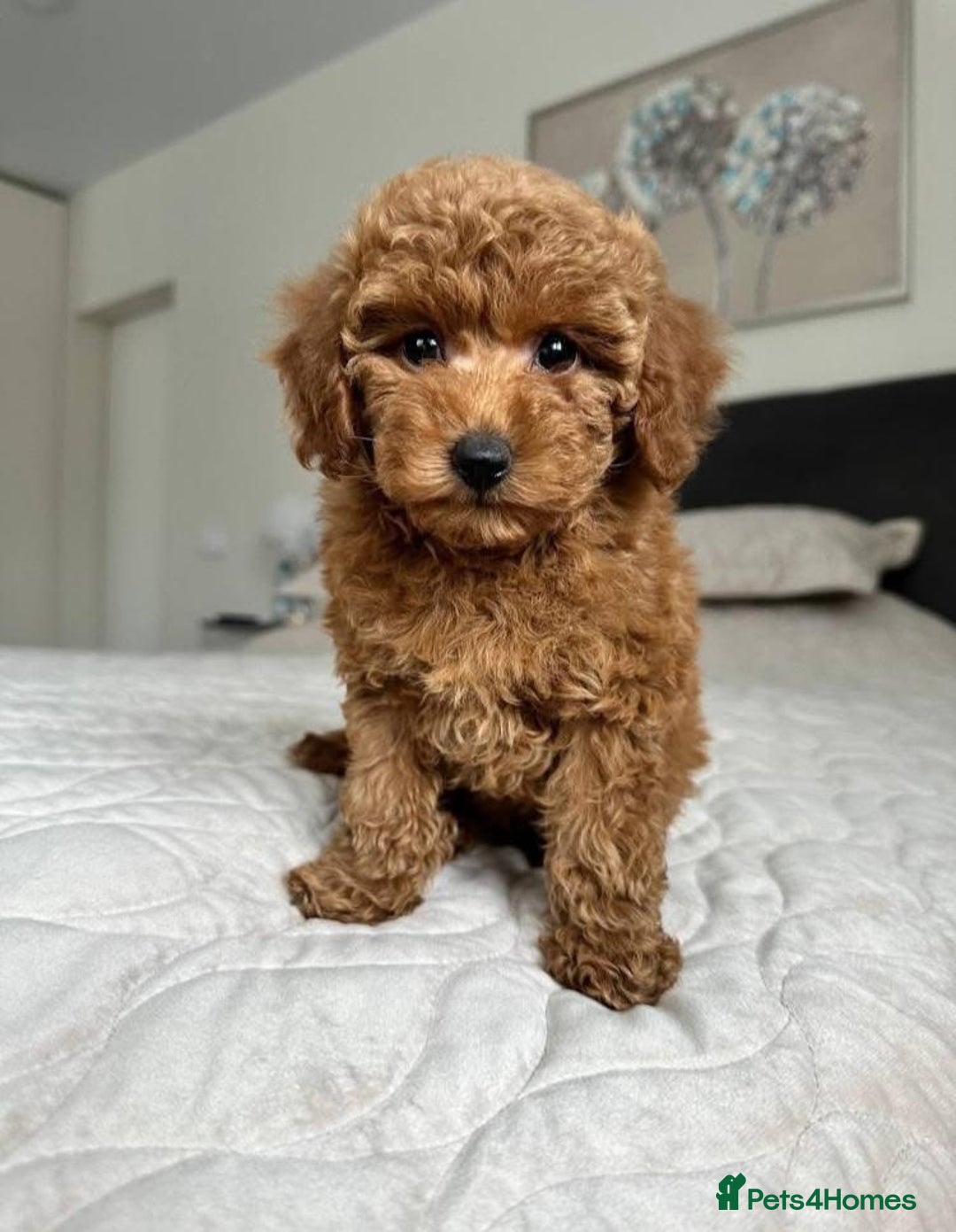 Cavapoo dogs for sale: Cavapoo F1 Puppies  - Advert 3