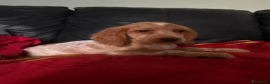 Cocker Spaniel 1