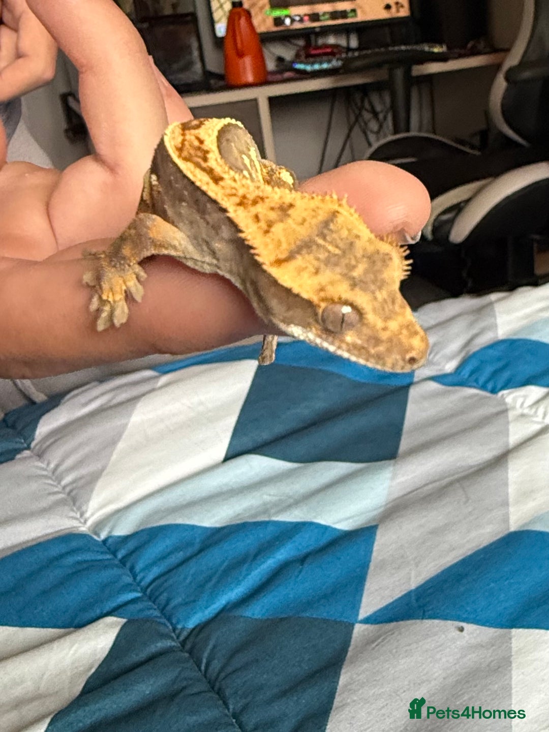 Gecko reptiles for sale: 2x baby crested gecko and full bioactive setup - Image 17