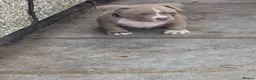American Bully dogs for sale: 4 beautiful pocket bullies  - Advert 9