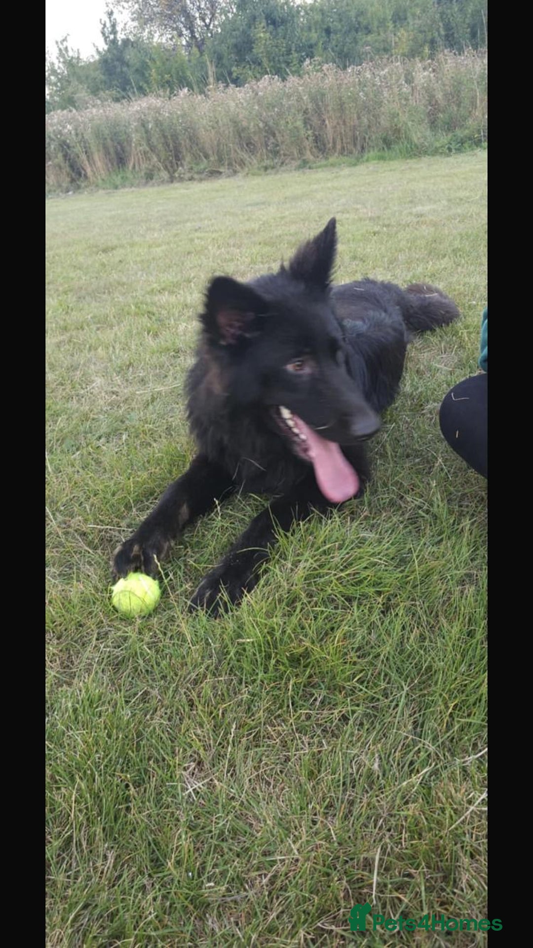 German Shepherd dogs for sale: 2 gorgeous German shepherd brothers  - Advert 12