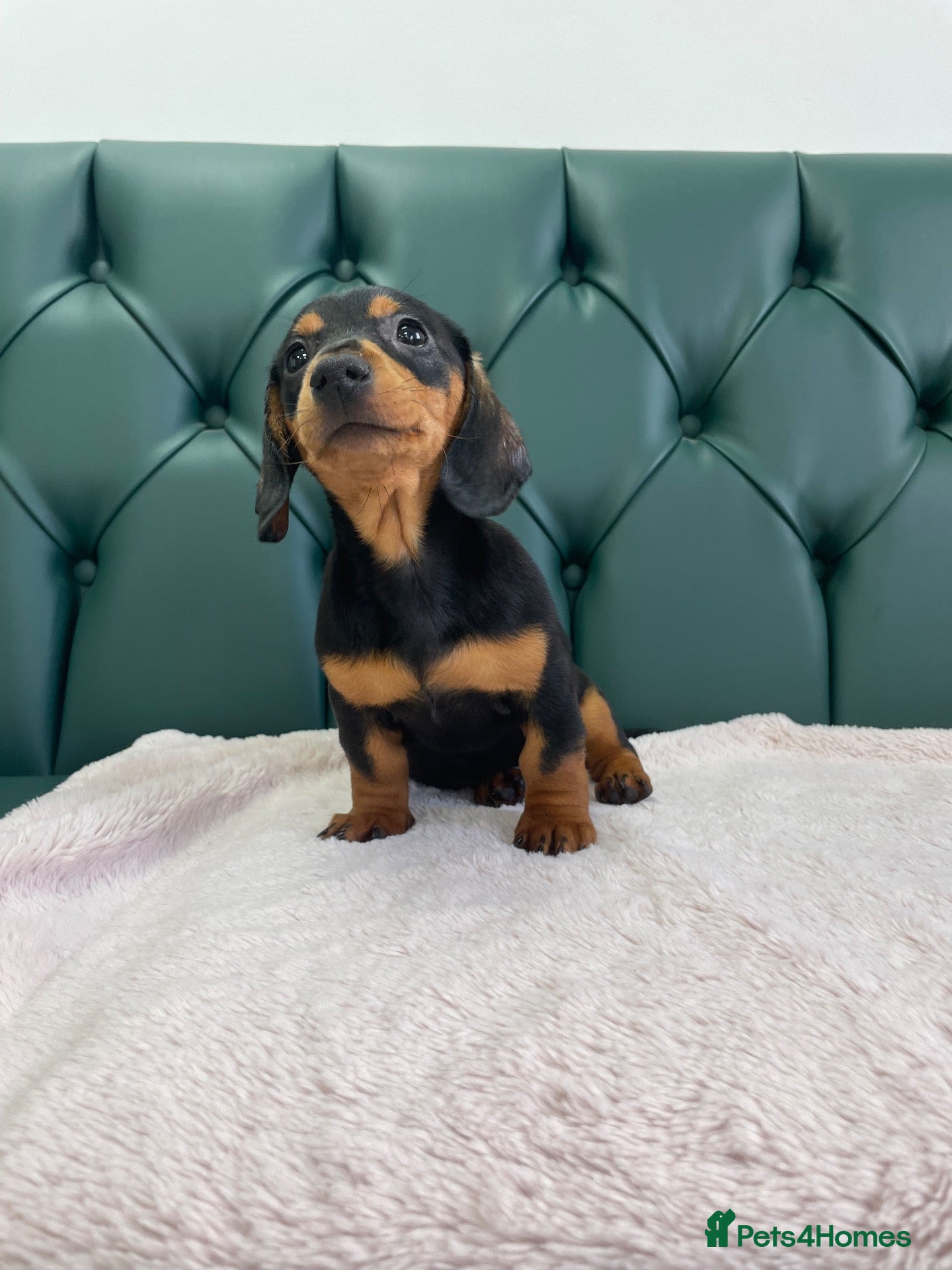 Miniature Dachshund dogs 5⭐️Licensed. PRA clear mini daxis - Advert 2