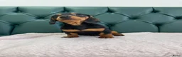 Miniature Dachshund dogs for sale: 5⭐️Licensed. PRA clear mini daxis - Advert 2