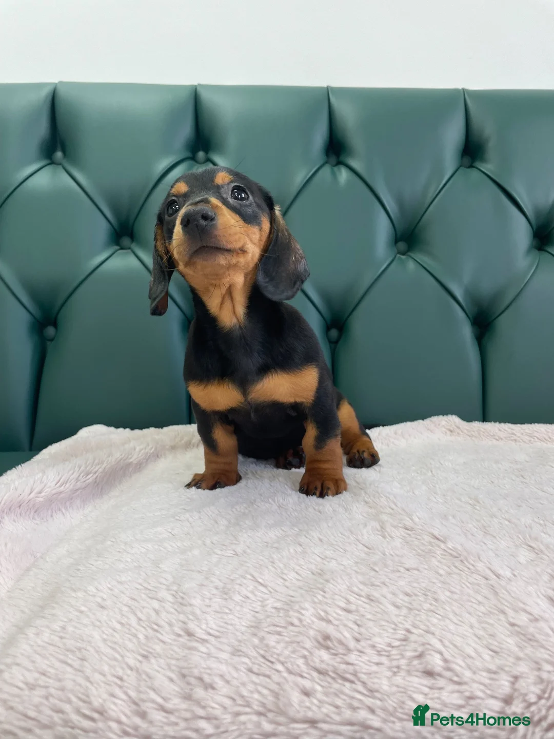 Miniature Dachshund dogs for sale: 5⭐️Licensed. PRA clear mini daxis - Advert 2