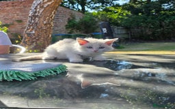 Ragdoll cats for sale: GCCF REGISTERED RAGDOLL KITTENS - Image 15