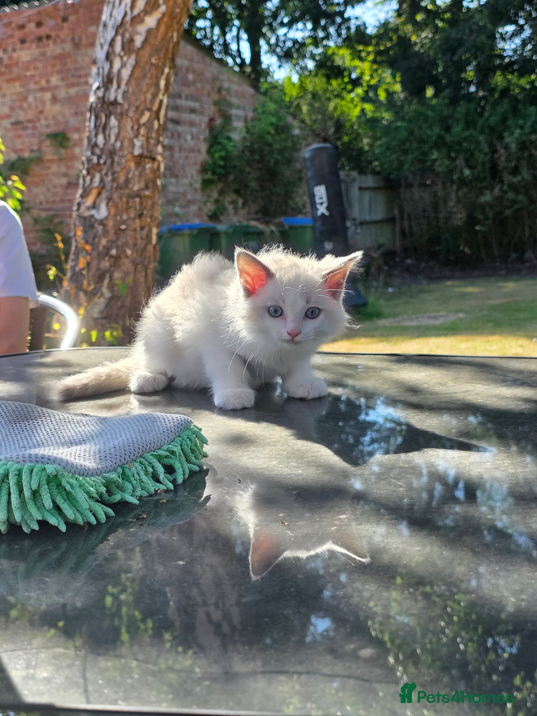 Ragdoll cats for sale: GCCF REGISTERED RAGDOLL KITTENS - Image 15