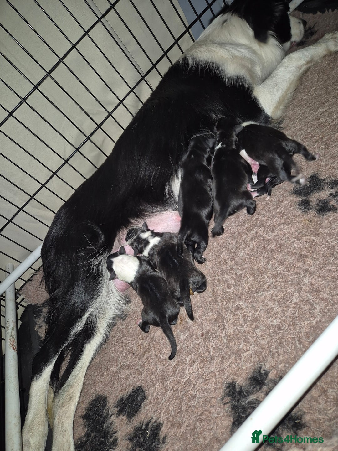 Border Collie dogs for sale: 🏡 Smart, Sweet Border Collie Pups Await You!" - Image 7